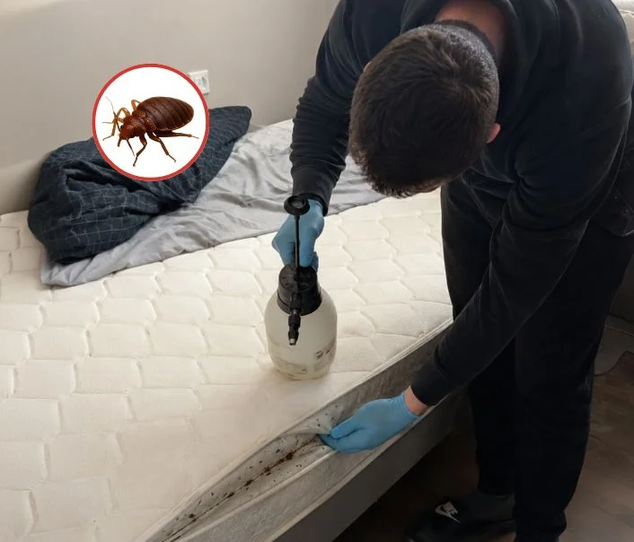 Technicien traitant un matelas contre les punaises de lit à Saint-Denis-lès-Rebais